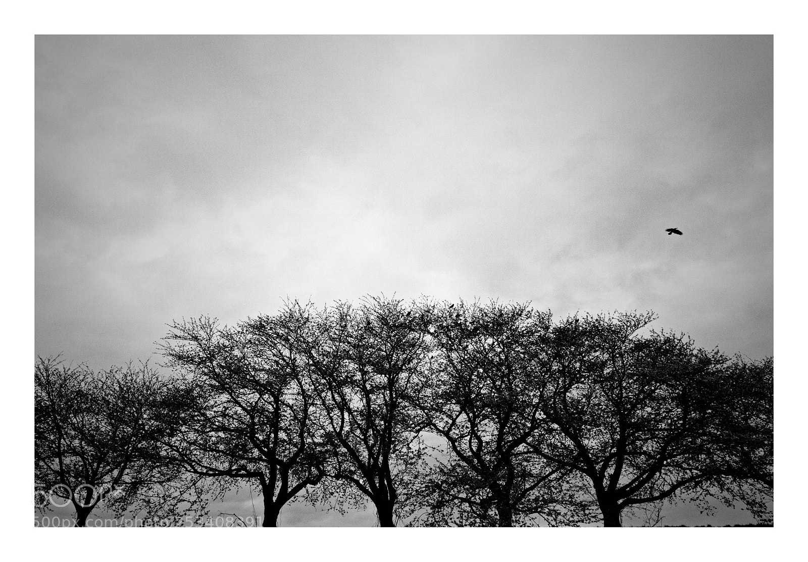 Fujifilm X-T2 sample photo. Rest of crow among photography
