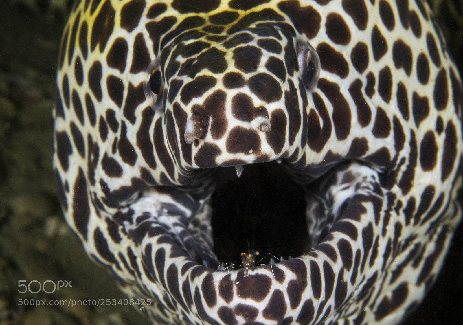 Canon EOS 7D Mark II sample photo. Honeycomb moray eel cleaner photography