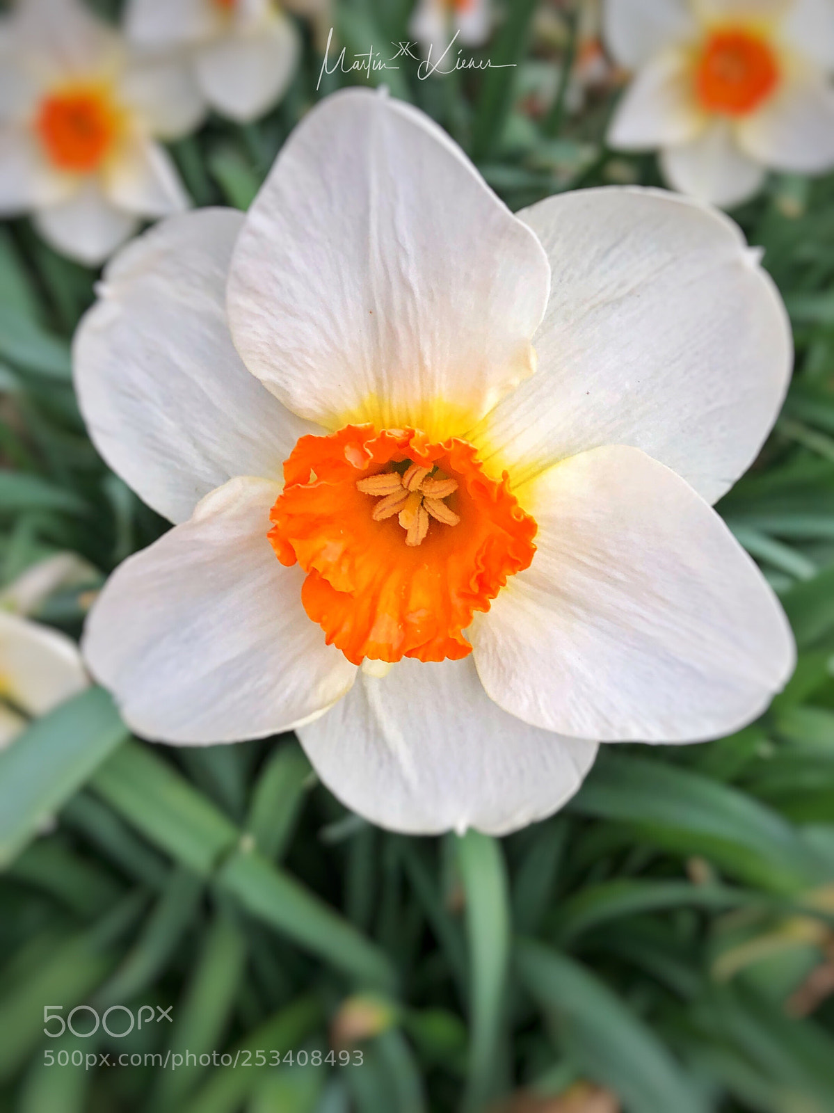 Apple iPhone 8 Plus sample photo. I like the flowers photography