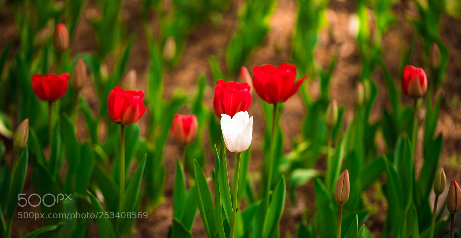 Sony a7R II sample photo. White photography