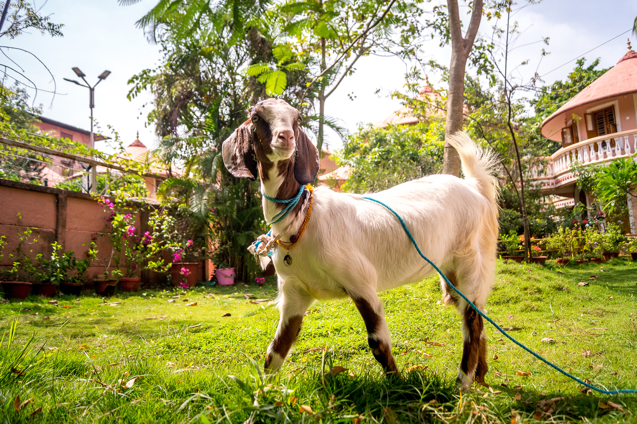 Sony SLT-A33 sample photo. The goat of amritapuri photography