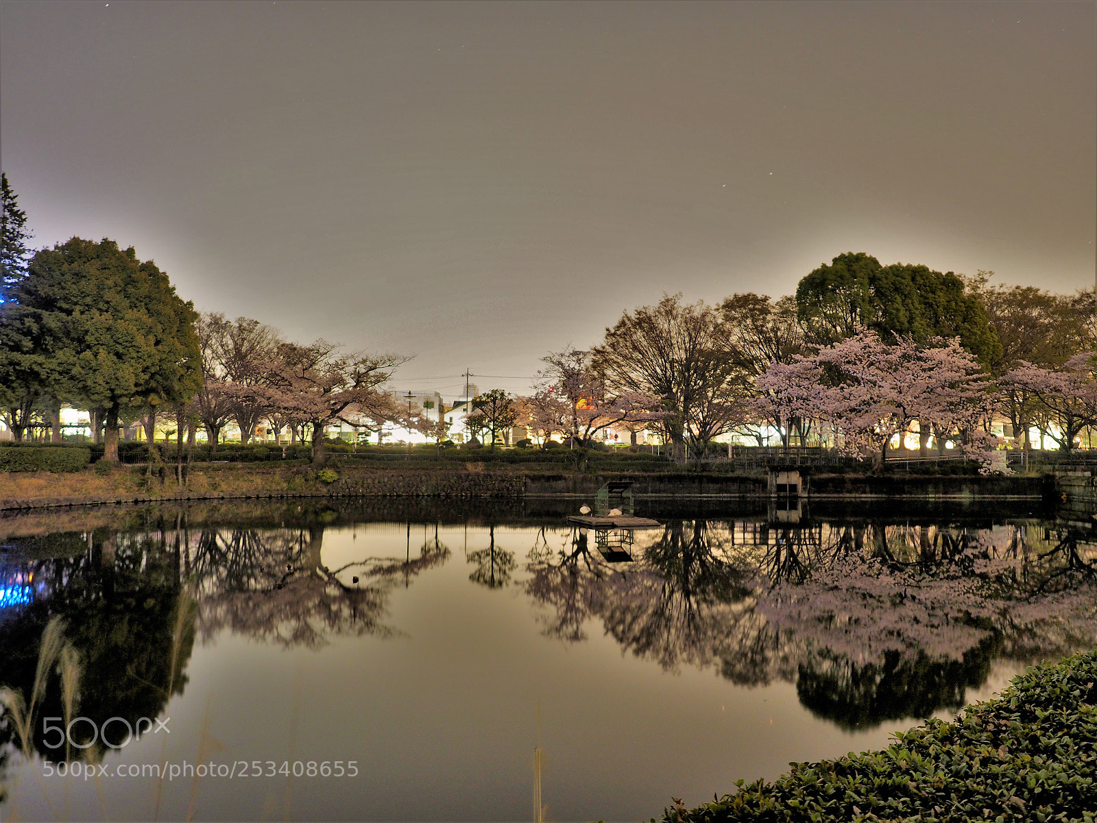 Olympus OM-D E-M1 sample photo. Cherry tree reflected on photography