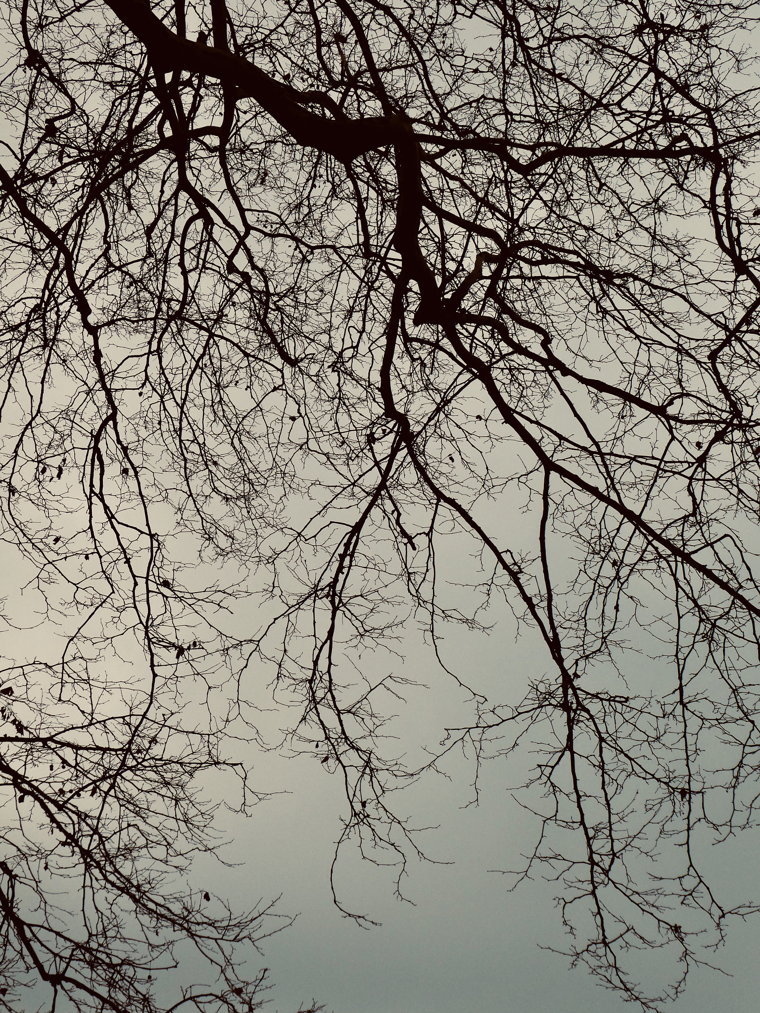 Panasonic DC-TZ91 sample photo. ~~~^~~~ photography