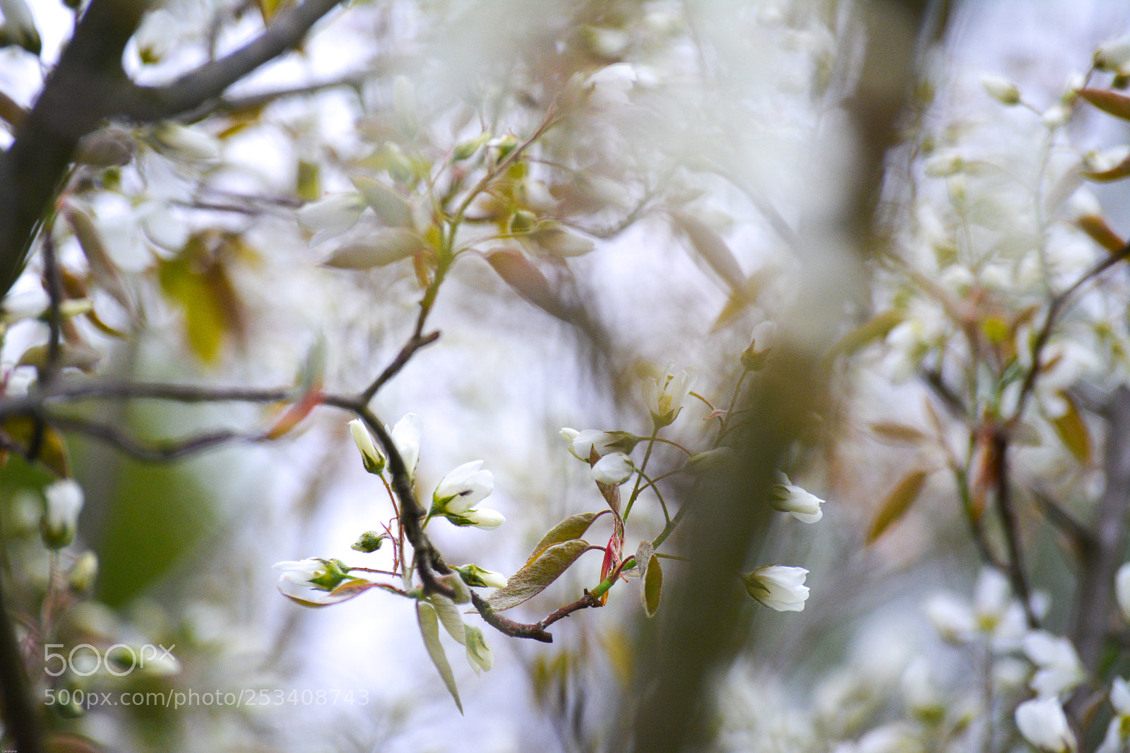 Nikon D5200 sample photo. Capturing capture photography
