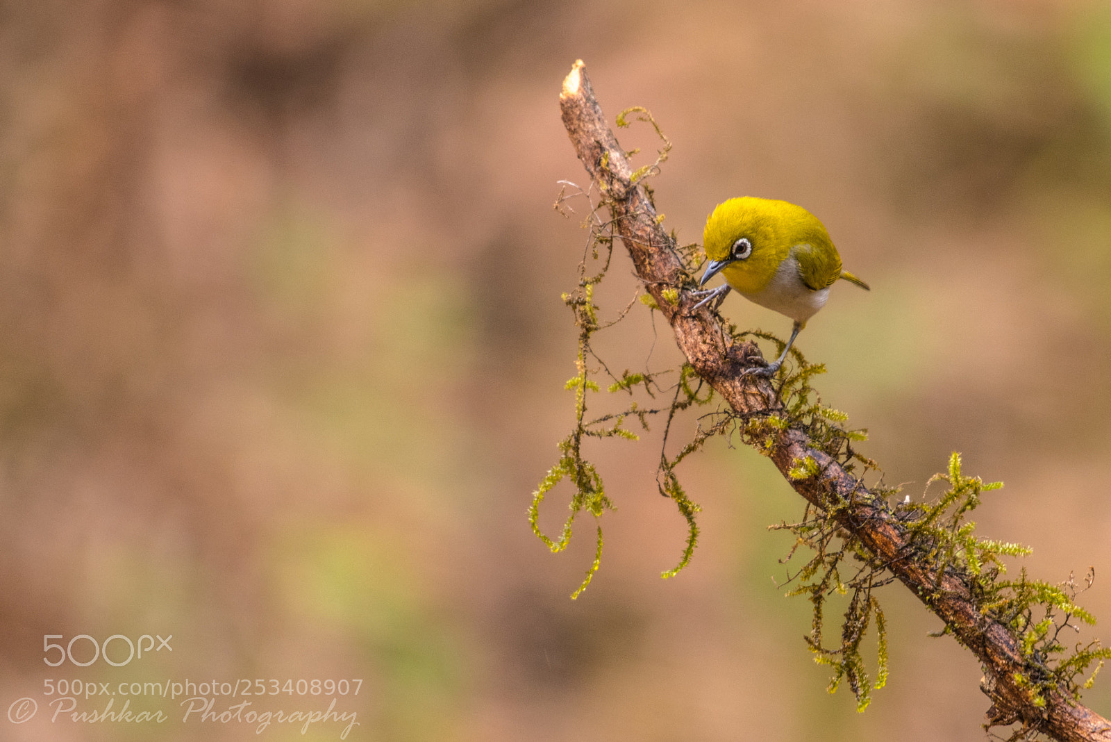 Nikon D810 sample photo. Oriental white eye photography