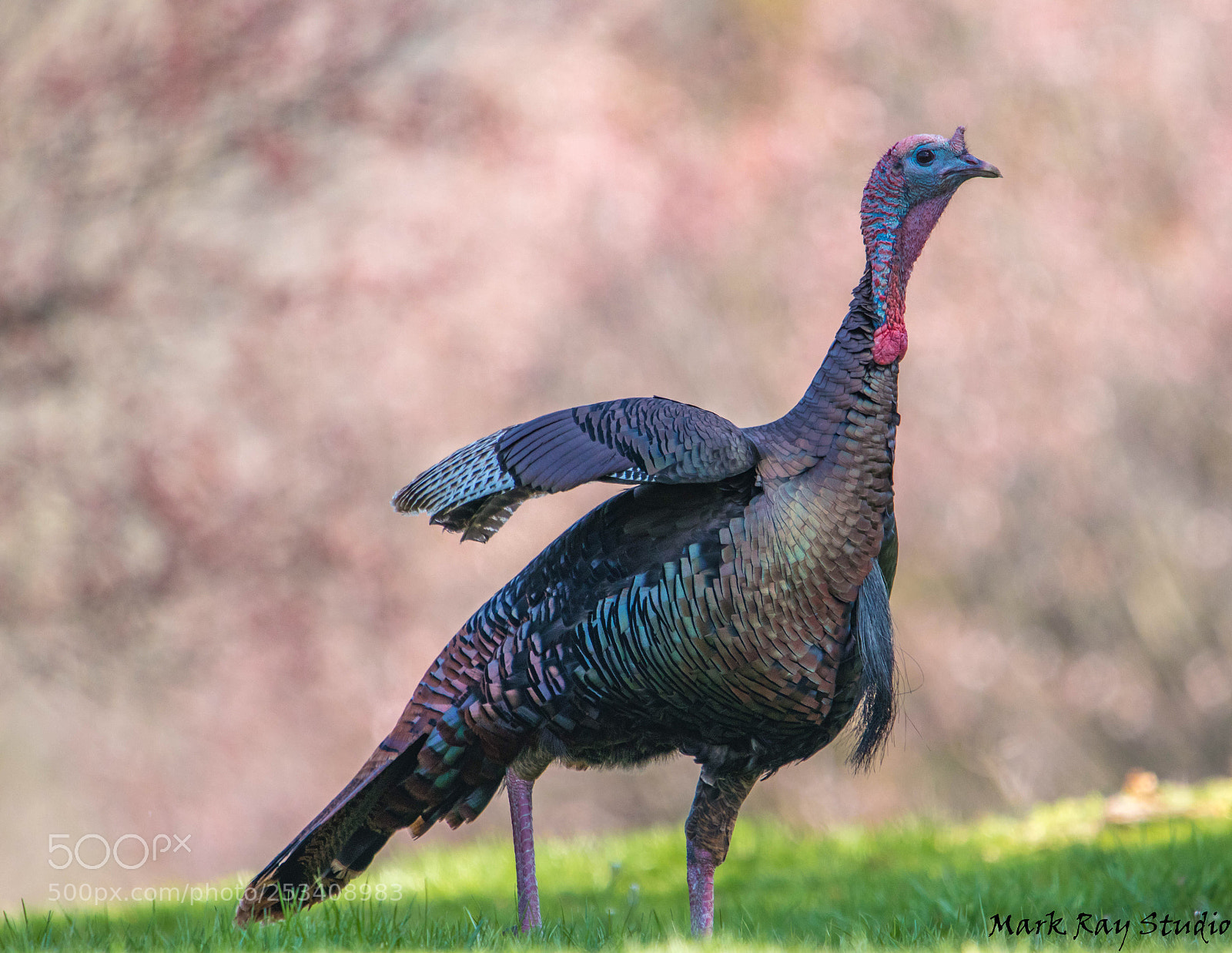 Canon EOS 80D sample photo. Wild turkey  photography