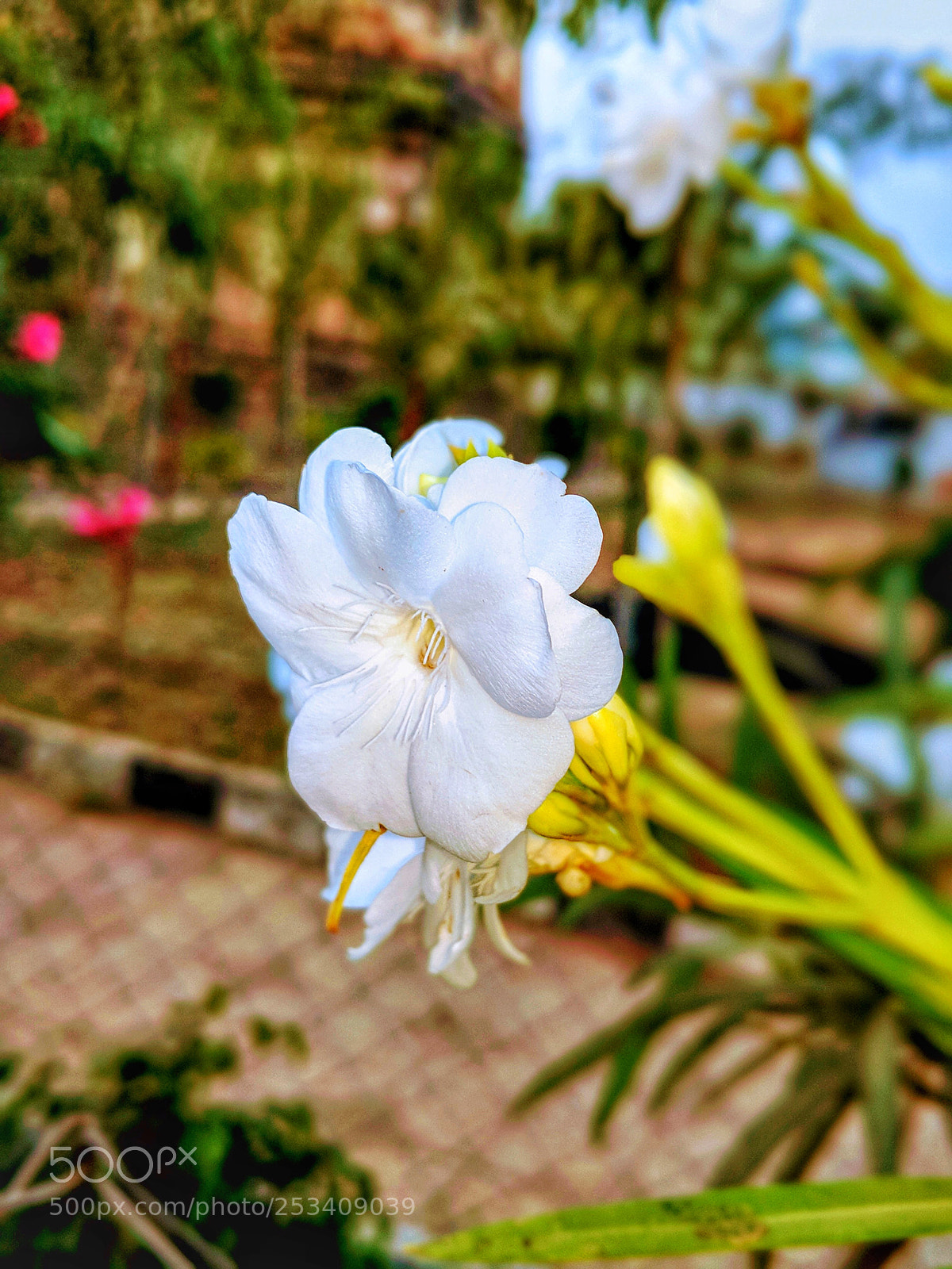 Google Pixel 2 sample photo. White balloon flower photography