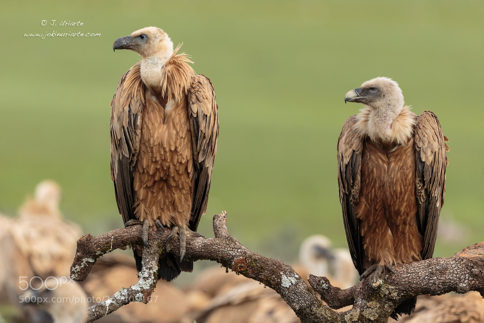 Canon EOS-1D X sample photo. Griffon vulture photography