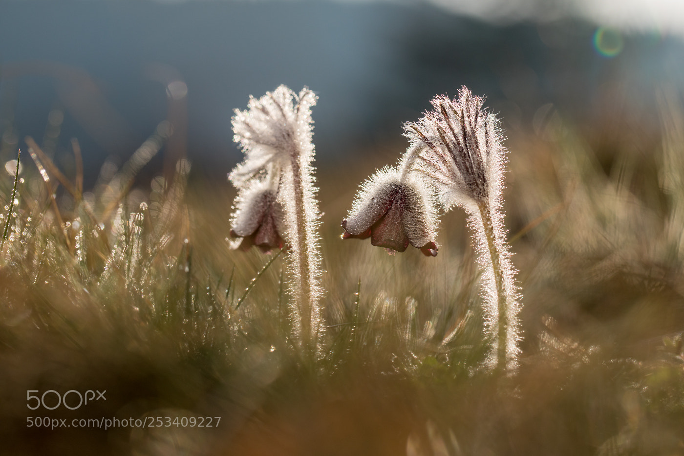 Canon EOS 5D Mark IV sample photo. Koniklec lu n pulsatilla photography