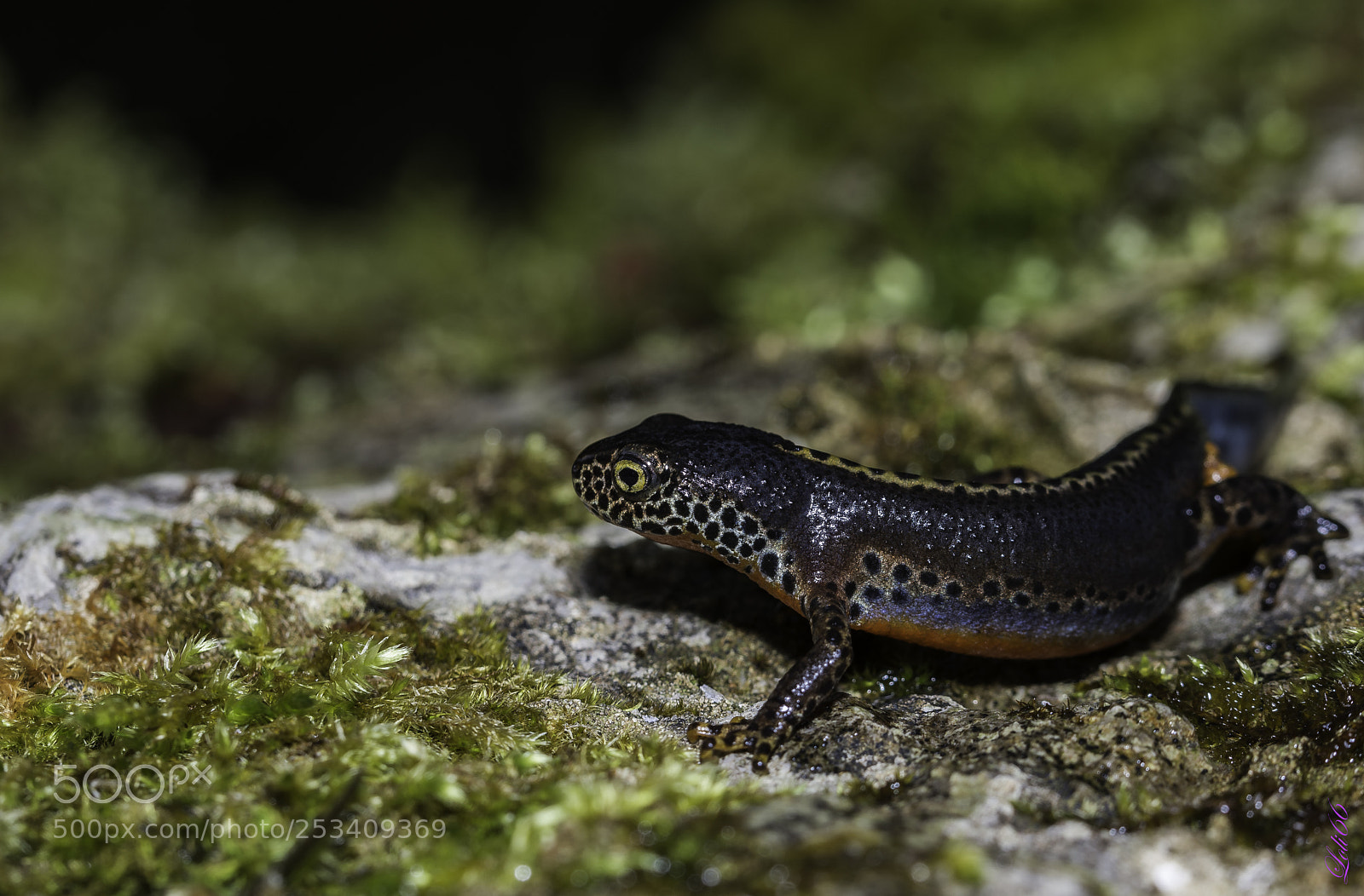Nikon D7200 sample photo. Tritón alpino photography