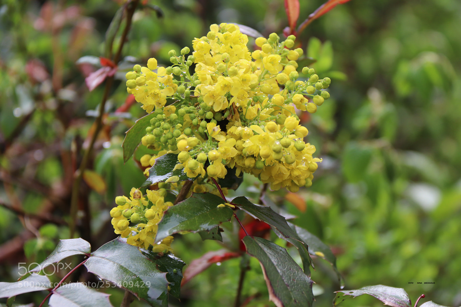 Canon EOS 800D (EOS Rebel T7i / EOS Kiss X9i) sample photo. Frühling photography