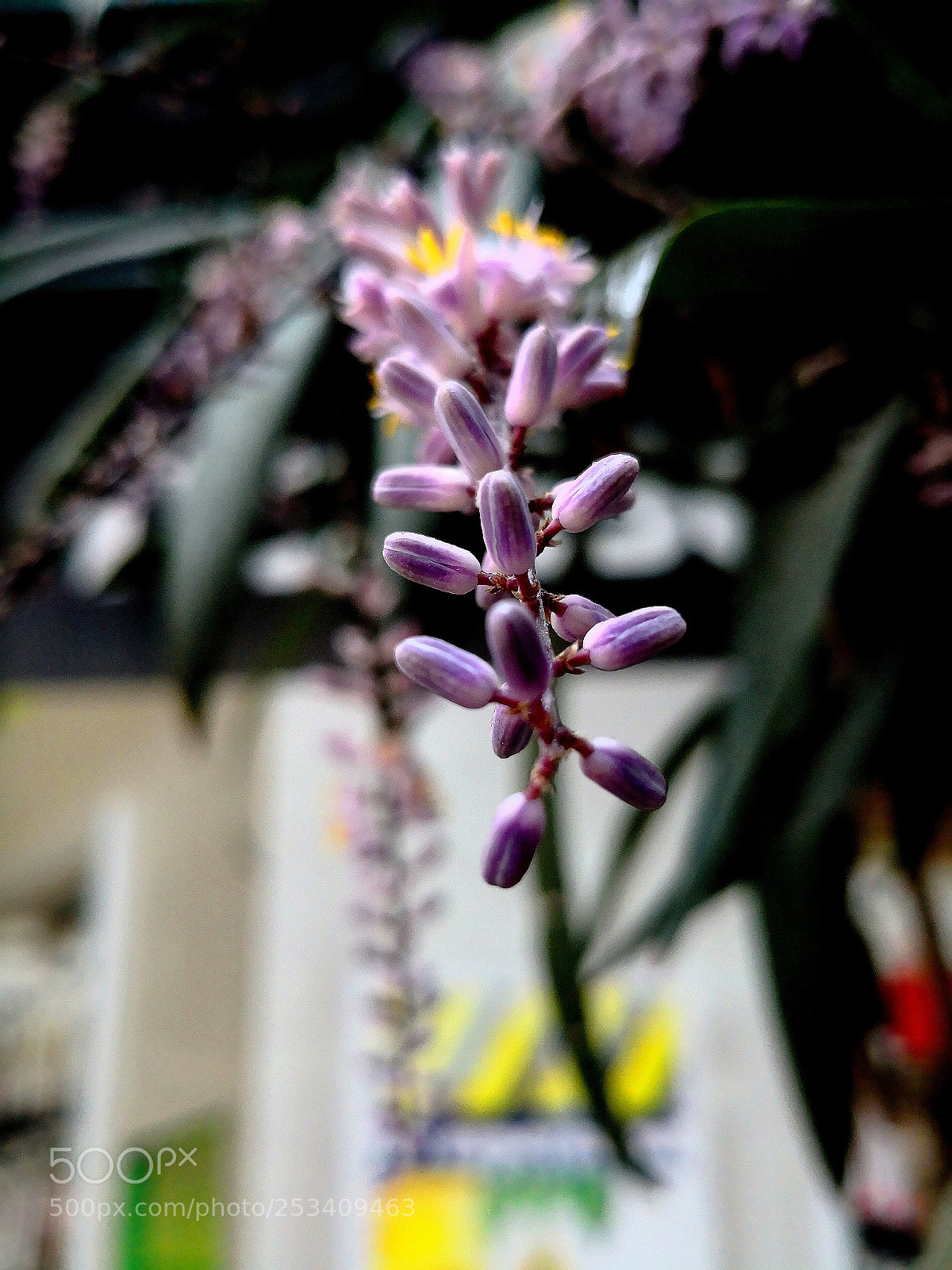HUAWEI Mate 10 sample photo. Purple photography