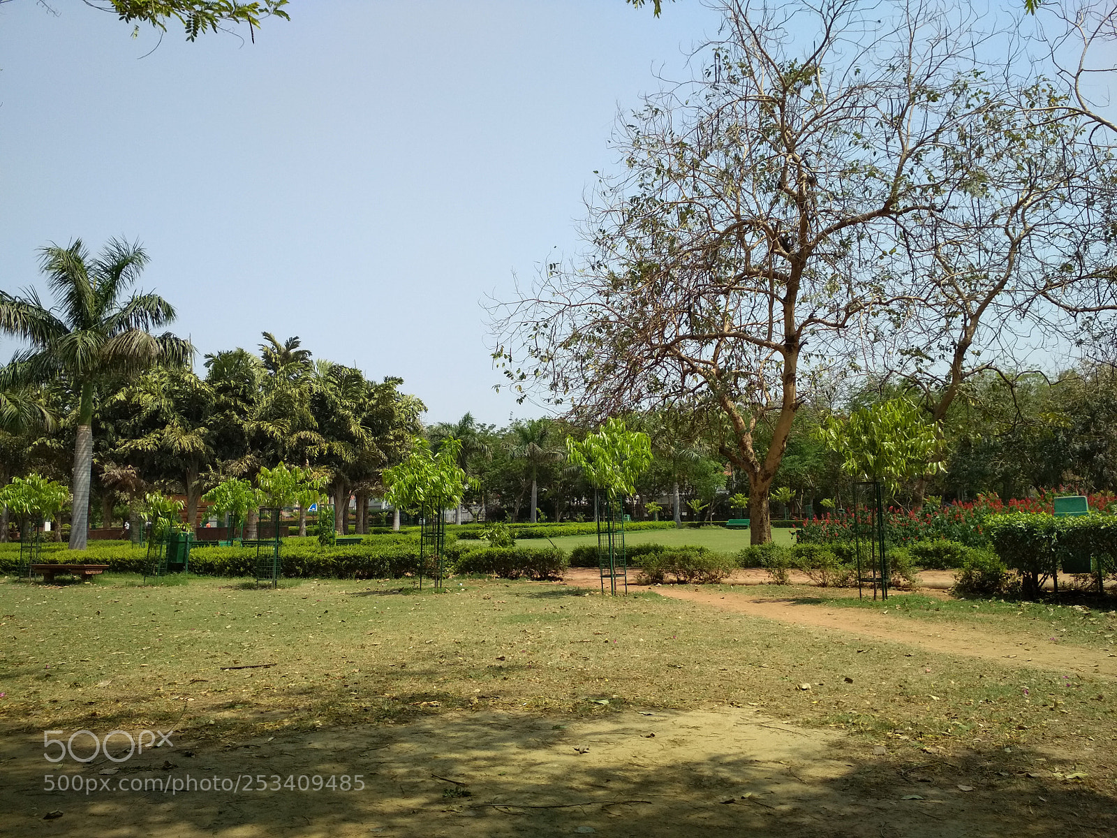 Xiaomi Redmi 4 Pro sample photo. Flowers photography