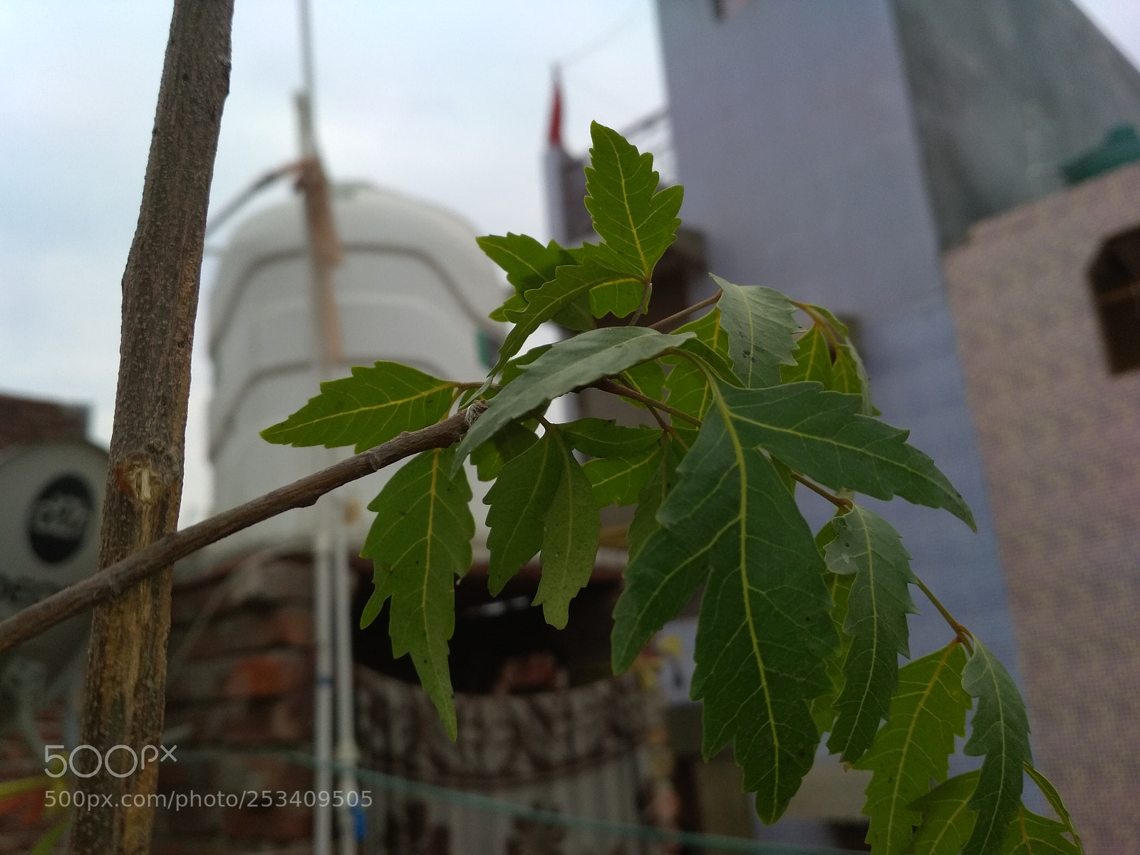 Xiaomi Redmi 4 Pro sample photo. Flowers photography