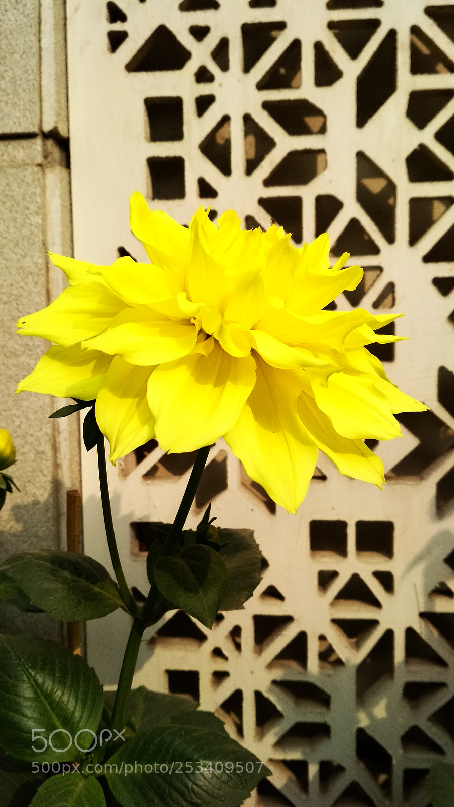 Xiaomi Redmi 4 Pro sample photo. Flowers photography