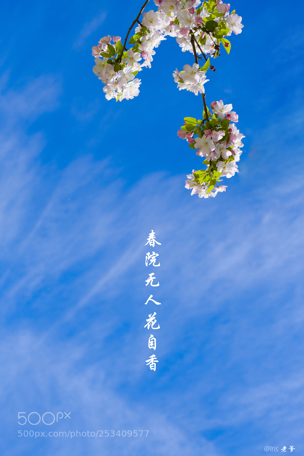 Fujifilm X-T20 sample photo. Fragrant flowers photography