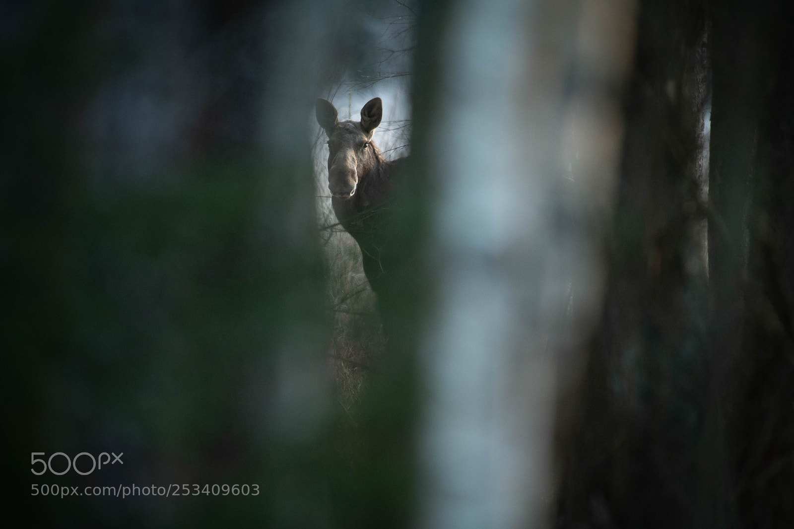 Nikon D5 sample photo. Elk photography
