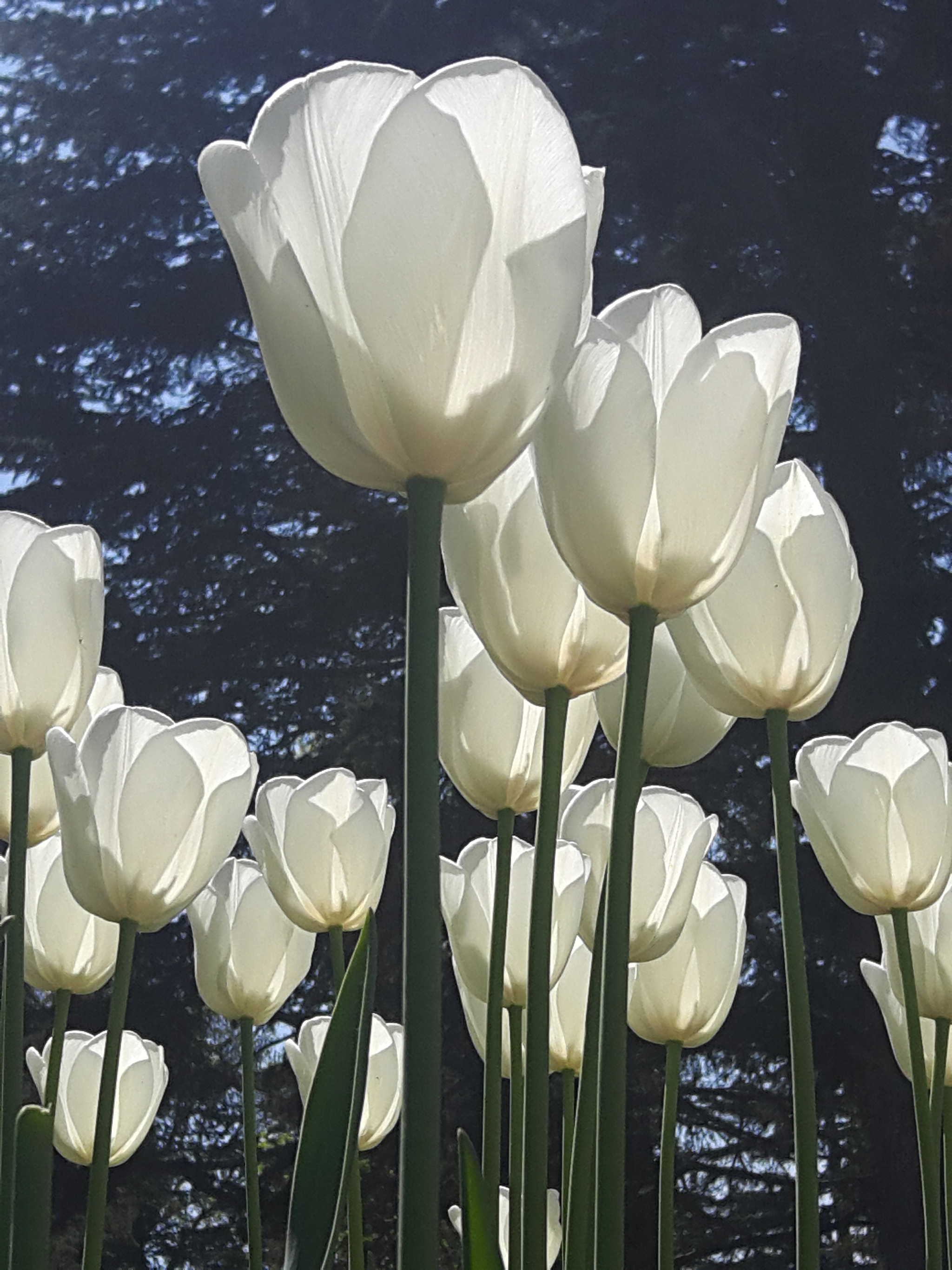 Samsung Galaxy A8 sample photo. Tulip season.. photography