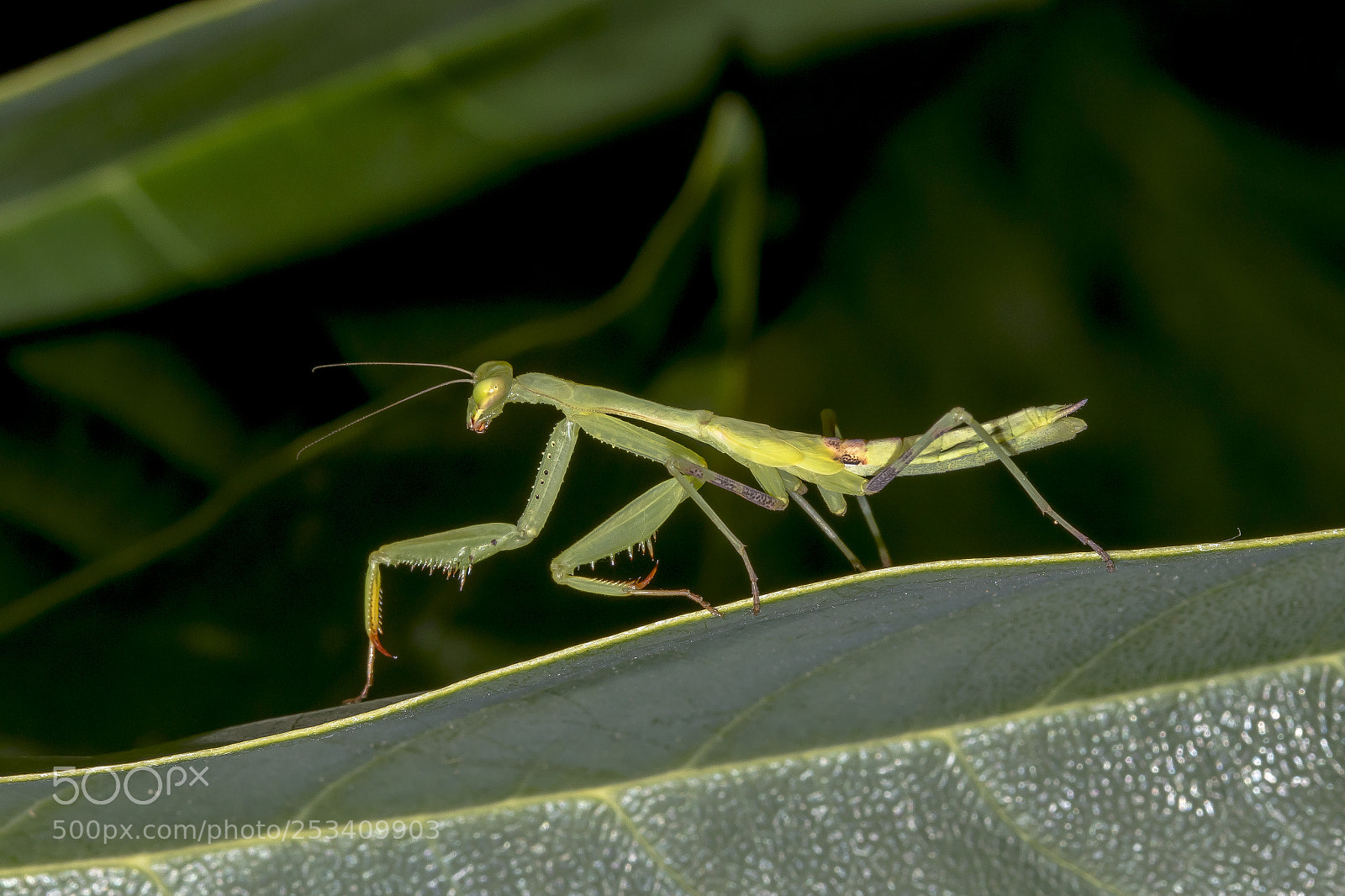 Canon EOS 7D Mark II sample photo. Praying mantis photography
