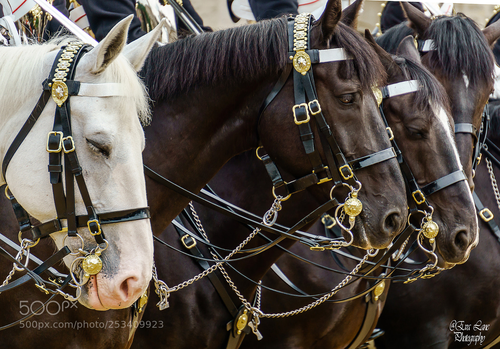 Sony a6000 sample photo. The queen's horses photography