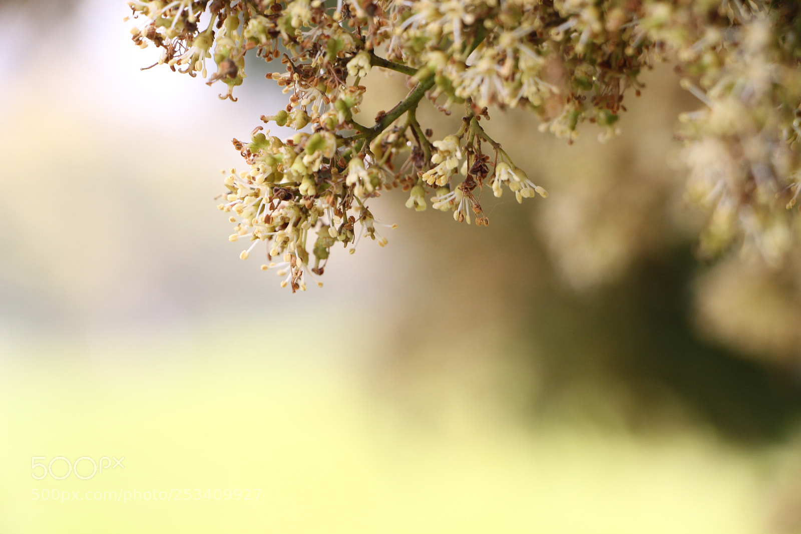Canon EOS 700D (EOS Rebel T5i / EOS Kiss X7i) sample photo. 龙眼花、longan flower photography
