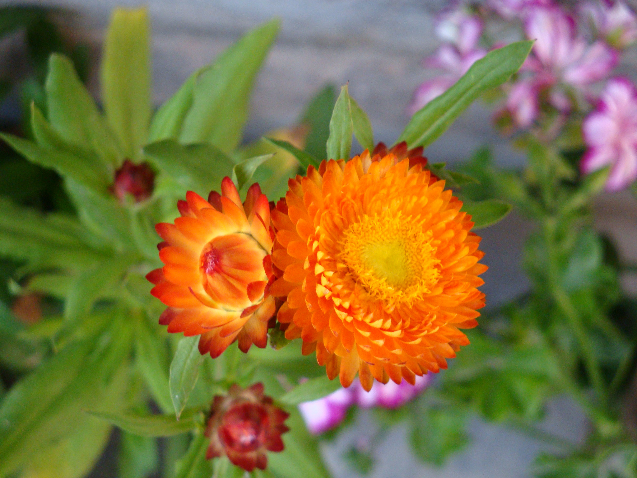 Sony Cyber-shot DSC-W170 sample photo. Sunny photography