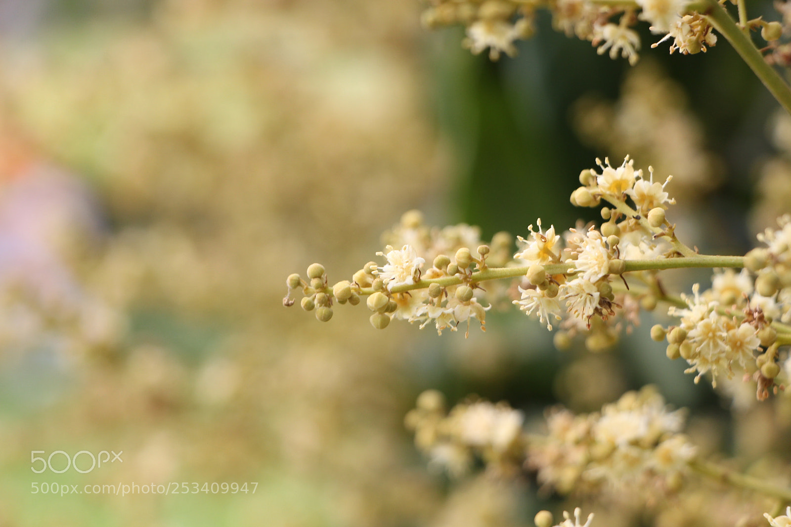 Canon EOS 700D (EOS Rebel T5i / EOS Kiss X7i) sample photo. 龙眼花、longan flower photography
