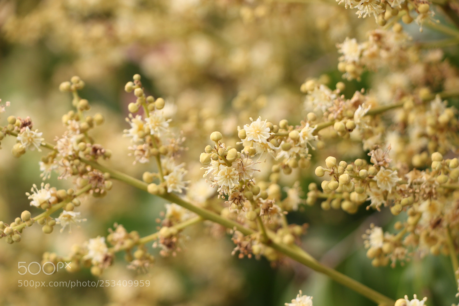 Canon EOS 700D (EOS Rebel T5i / EOS Kiss X7i) sample photo. 龙眼花、longan flower photography
