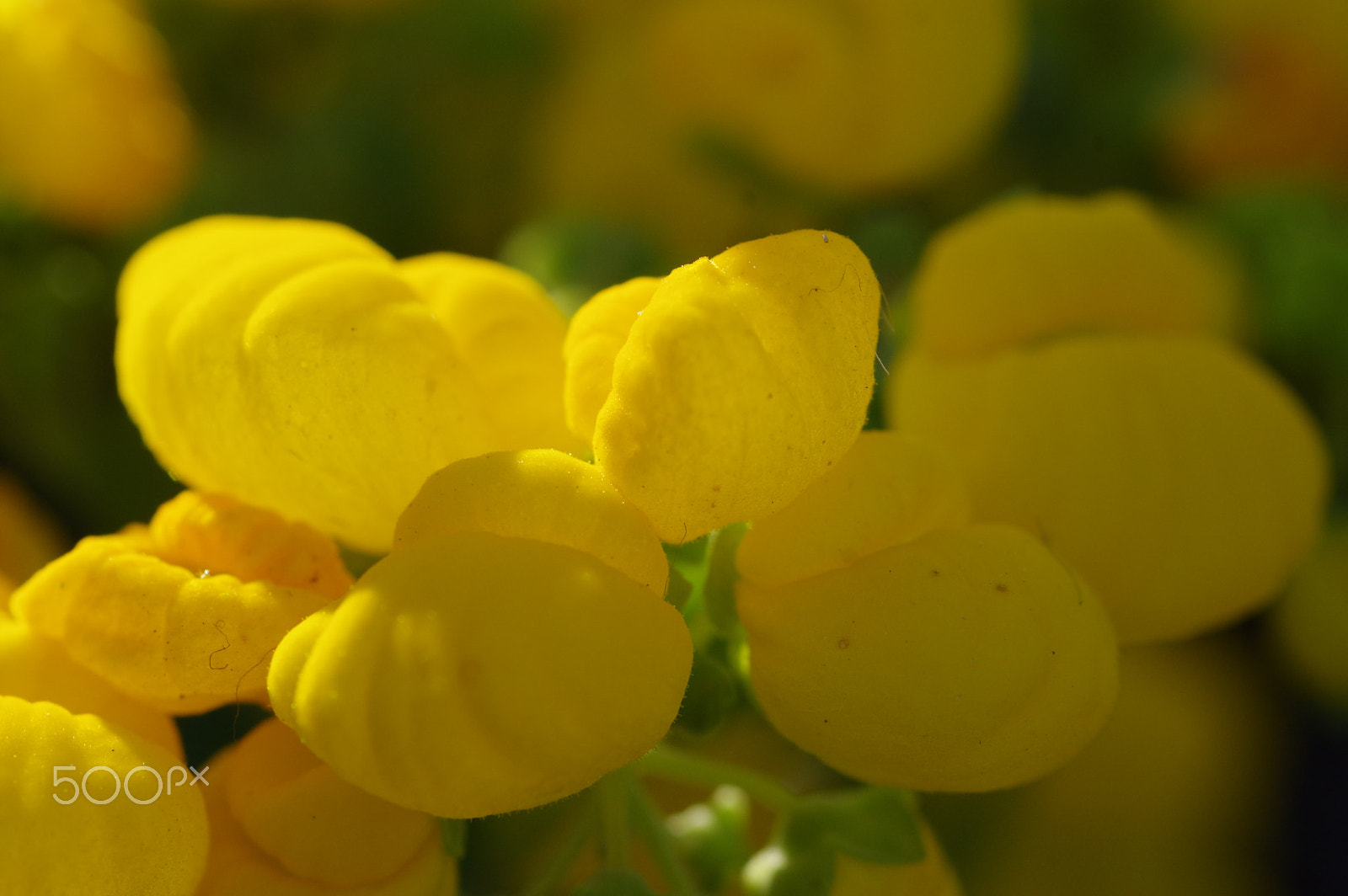 Pentax smc D-FA 100mm F2.8 Macro WR sample photo. Yellow balls photography