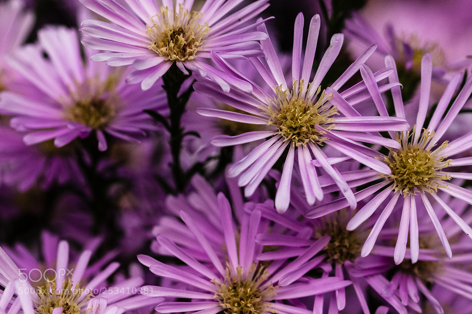 Canon EOS 60D sample photo. Symphyotricum ericoides 'blue star' photography