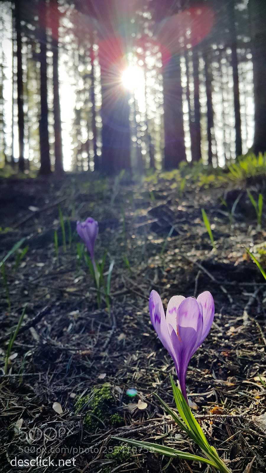 Samsung Galaxy Note4 sample photo. A morning walk moment photography