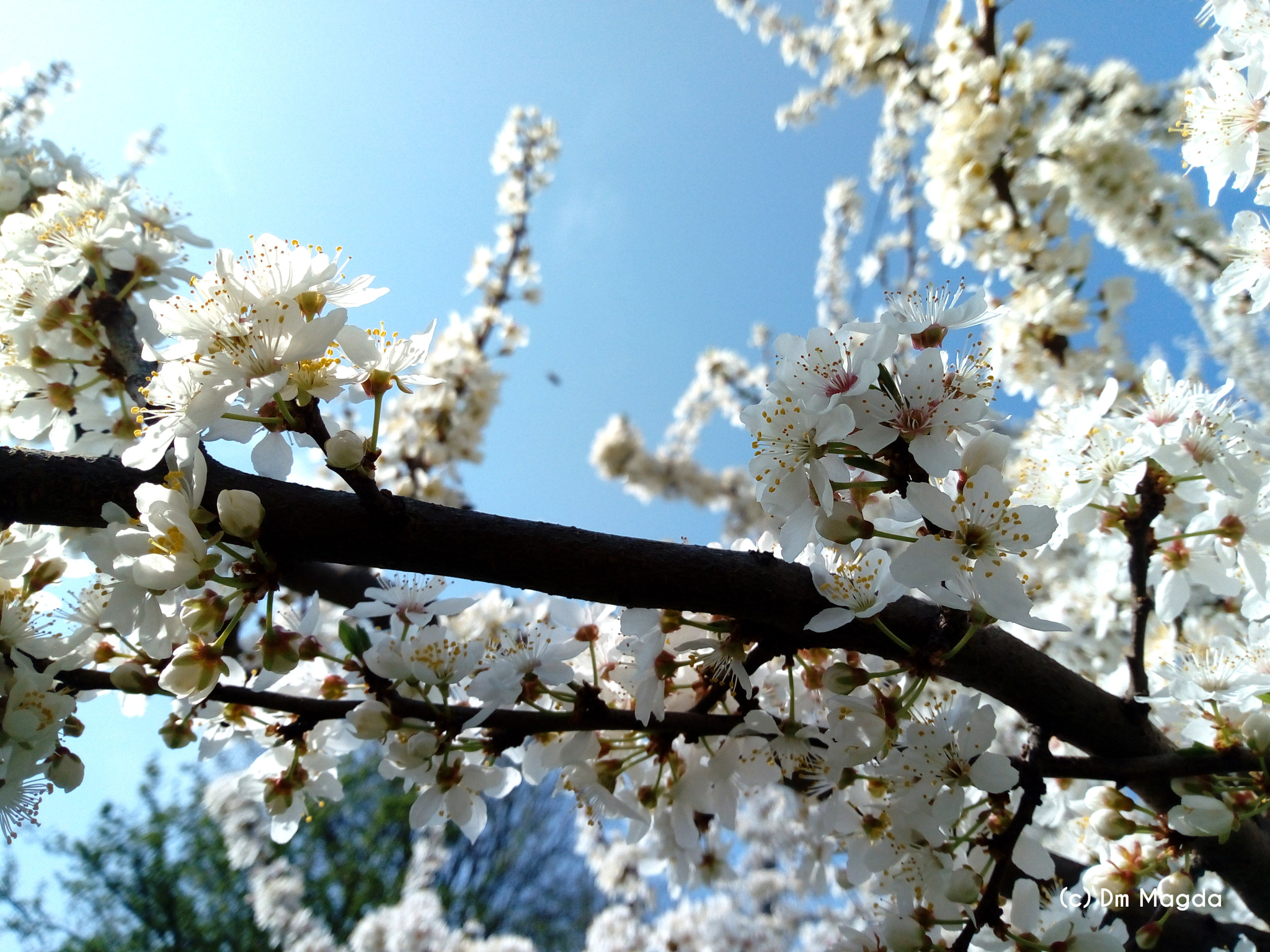 HUAWEI Y6 2017 sample photo. White spring photography