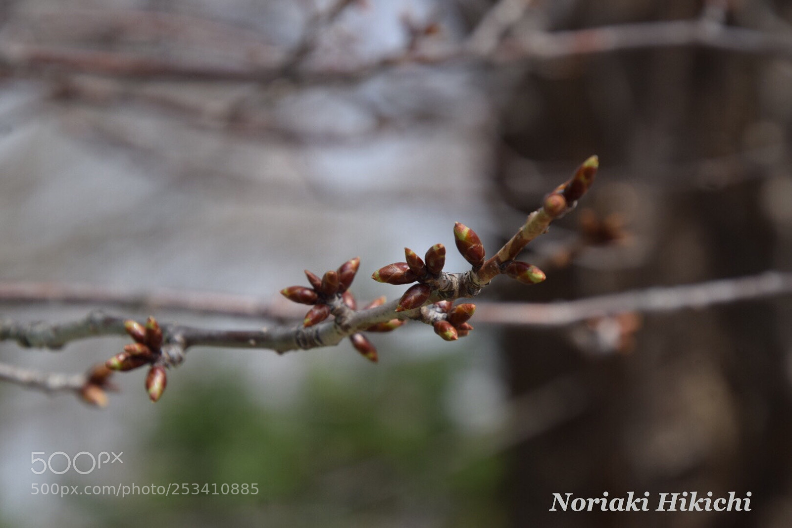Nikon D5300 sample photo. Cherry blossoms bud? photography