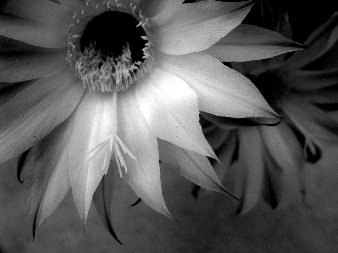 Kodak Z812 IS ZOOM DIGITAL CAMERA sample photo. Cactus flower photography