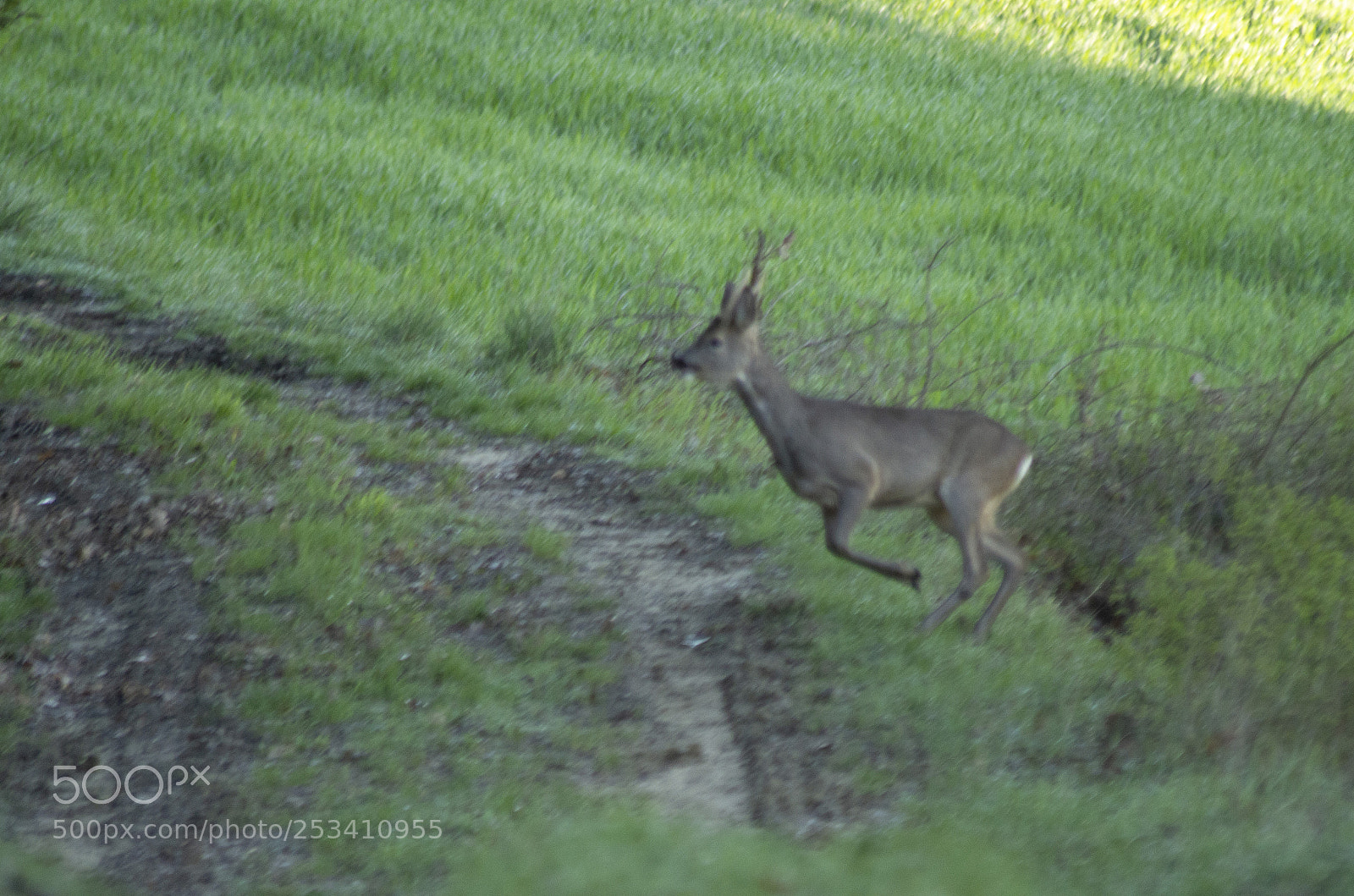 Pentax K-30 sample photo. Capriolo photography