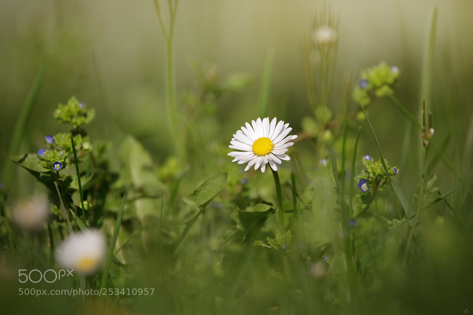 Canon EOS 5D Mark IV sample photo. Spring meadow... photography