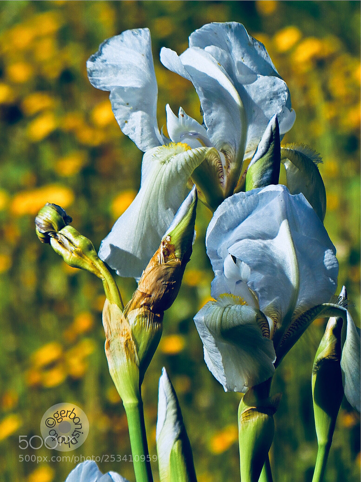 Panasonic Lumix DC-ZS70 (Lumix DC-TZ90) sample photo. White iris photography