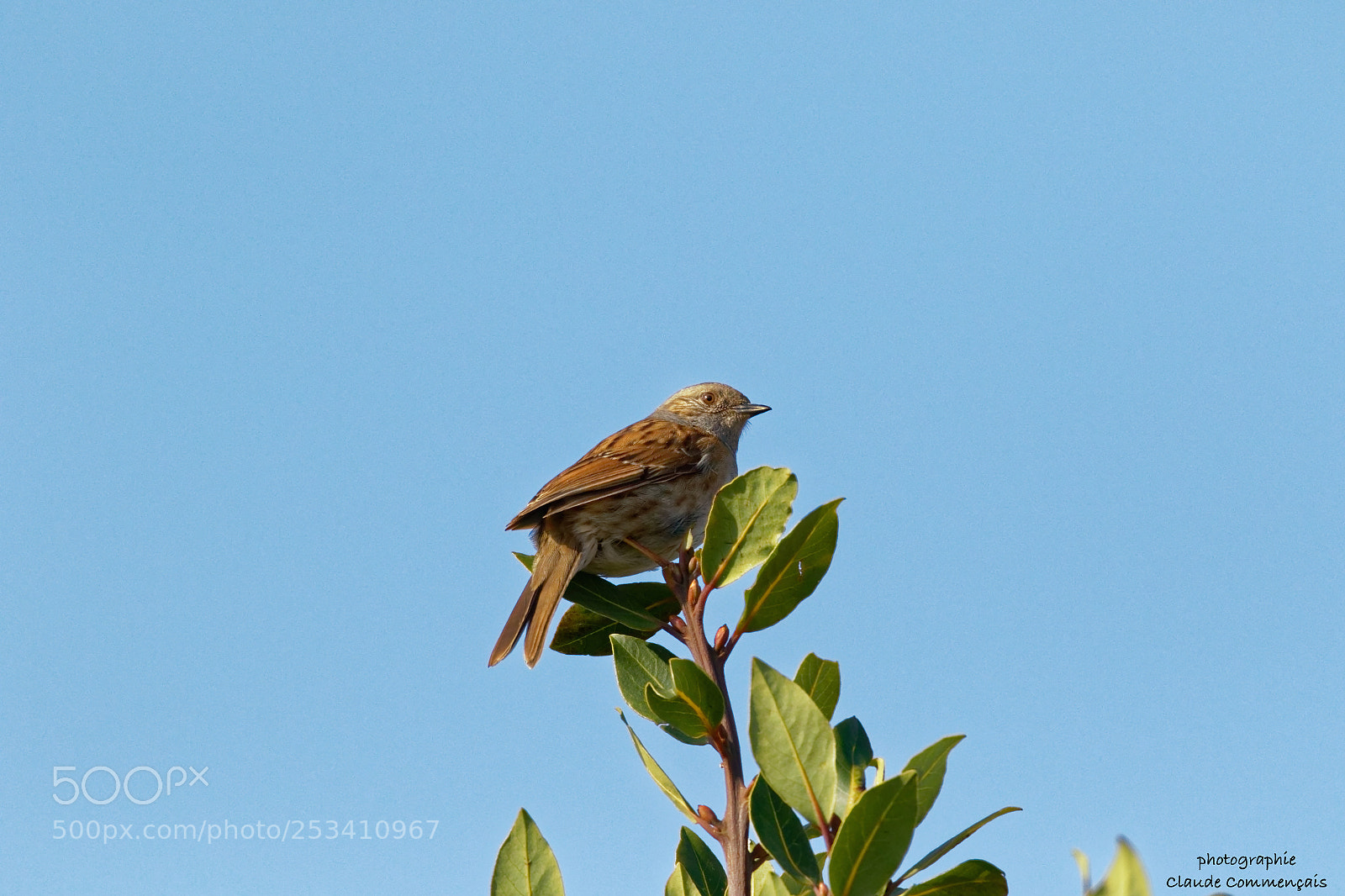 Canon EOS 7D Mark II sample photo. L'accenteur mouchet photography