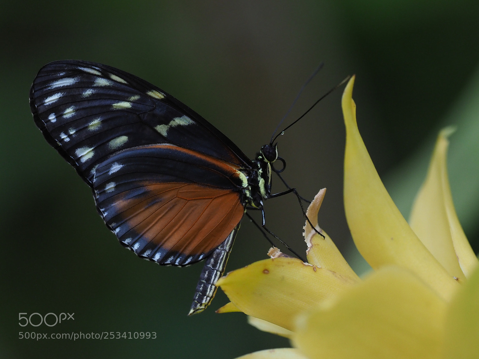 Olympus OM-D E-M1 Mark II sample photo. Tiger longwing butterfly photography