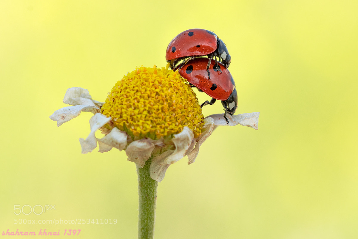 Nikon D7500 sample photo. Dsc photography