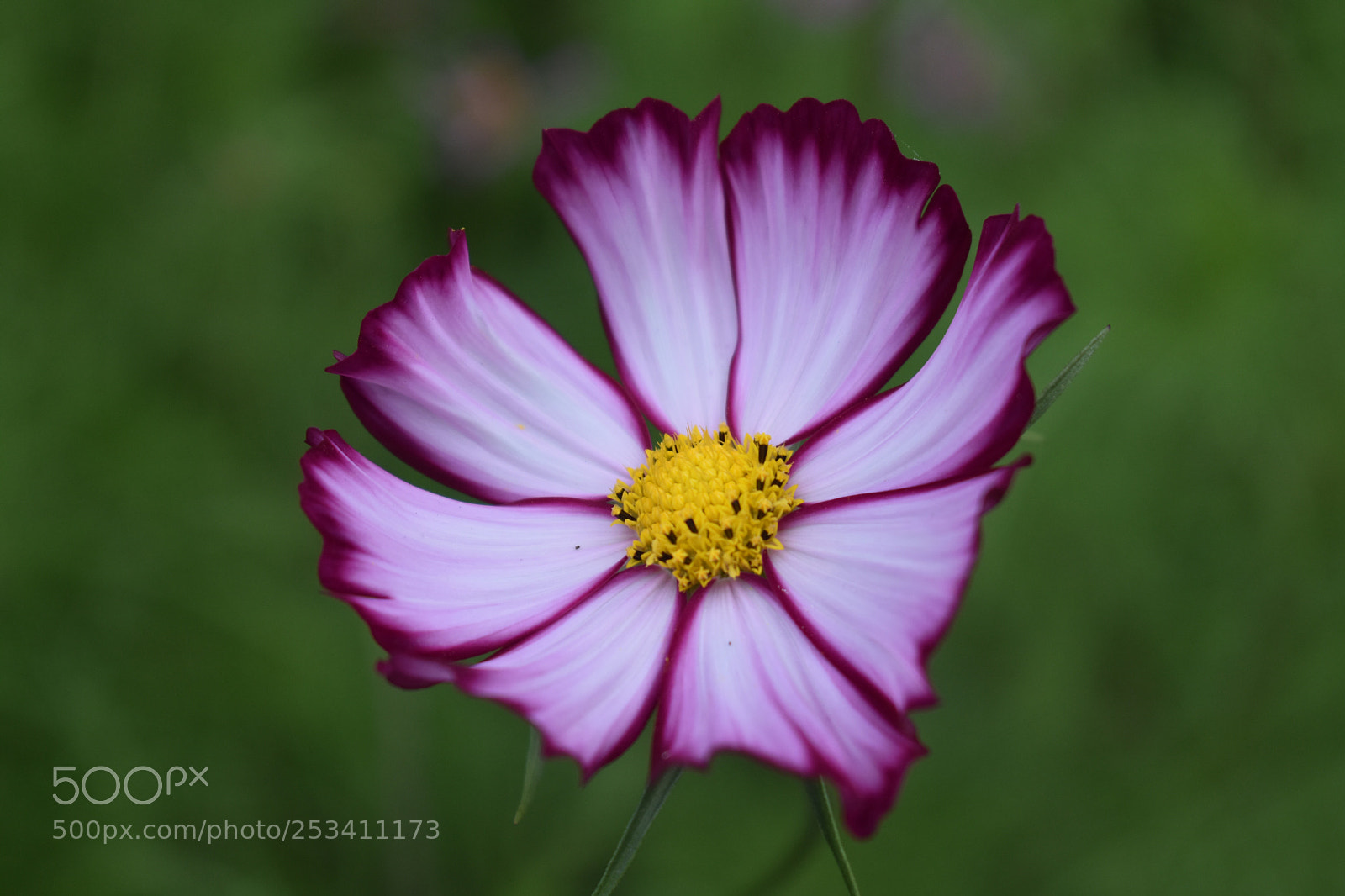 Nikon D3400 sample photo. Beauty tips photography