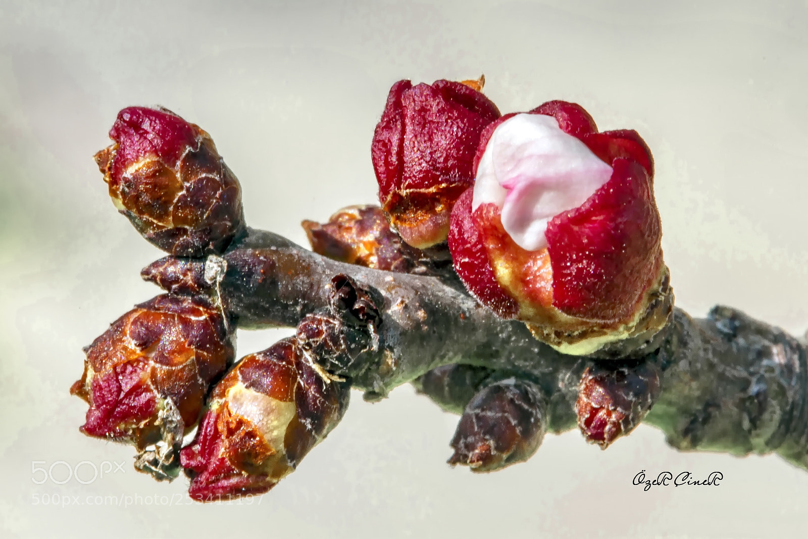Canon EOS 7D sample photo. Awakening photography