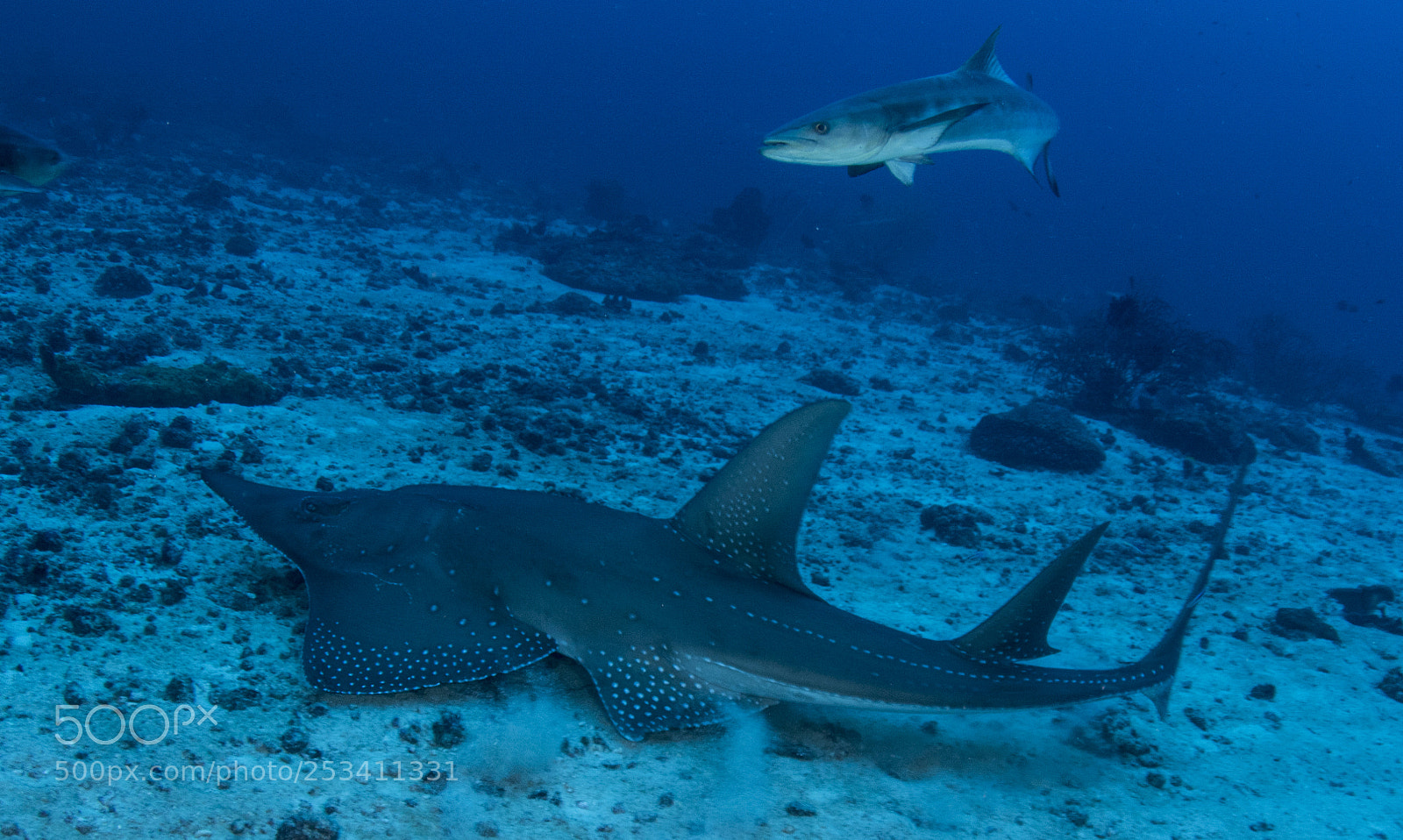 Canon EOS 7D Mark II sample photo. Shovelnose ray & cobia photography
