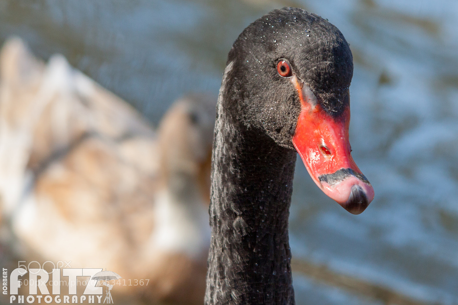 Canon EOS 50D sample photo. Trauerschwan cygnus atratus oder photography