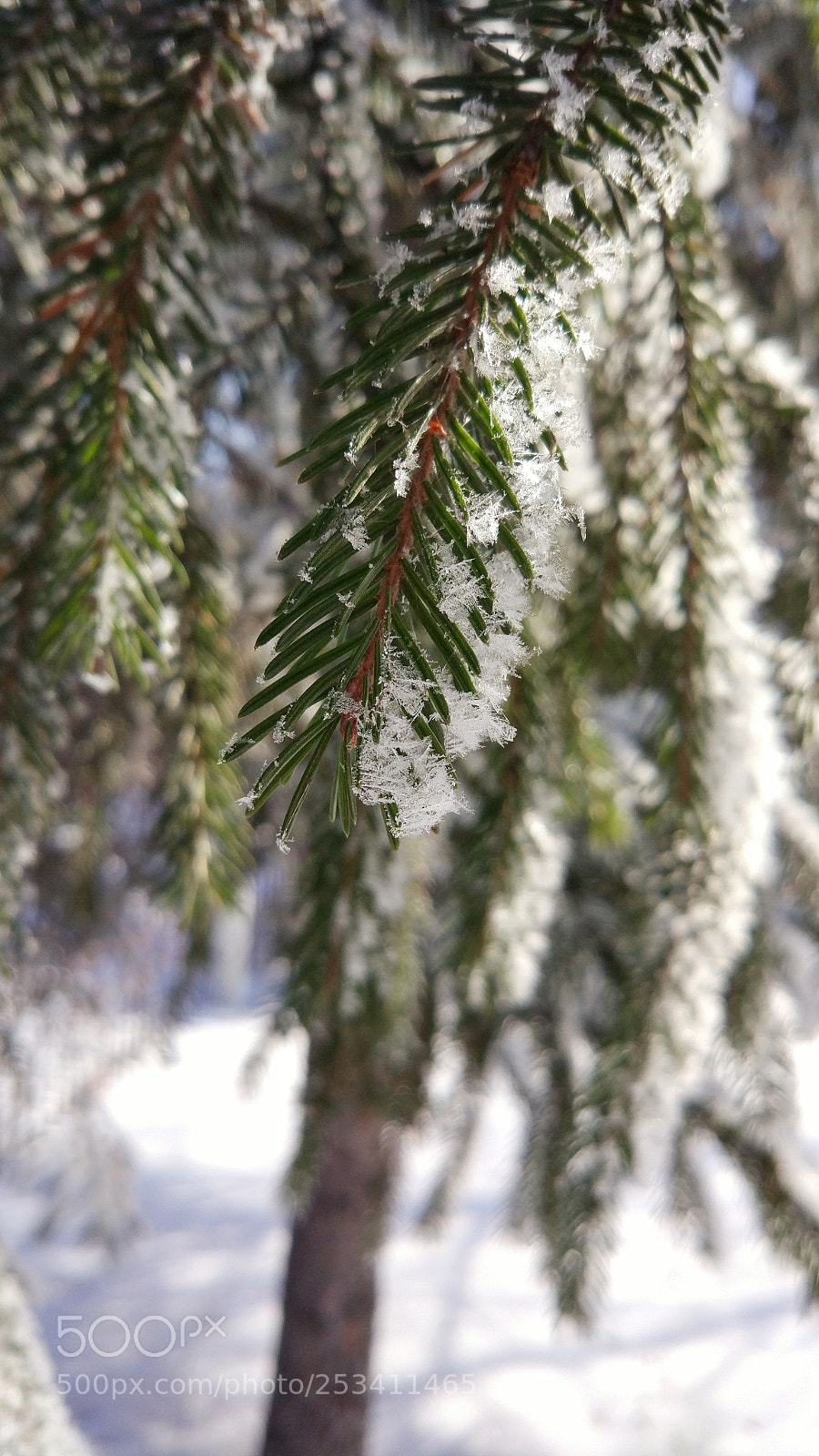 Xiaomi MI 5 sample photo. Snowflake photography