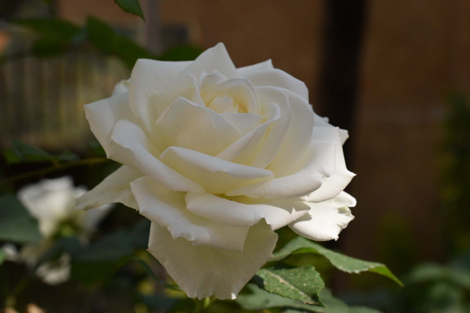 Nikon D5500 + Nikon AF-S Nikkor 50mm F1.8G sample photo