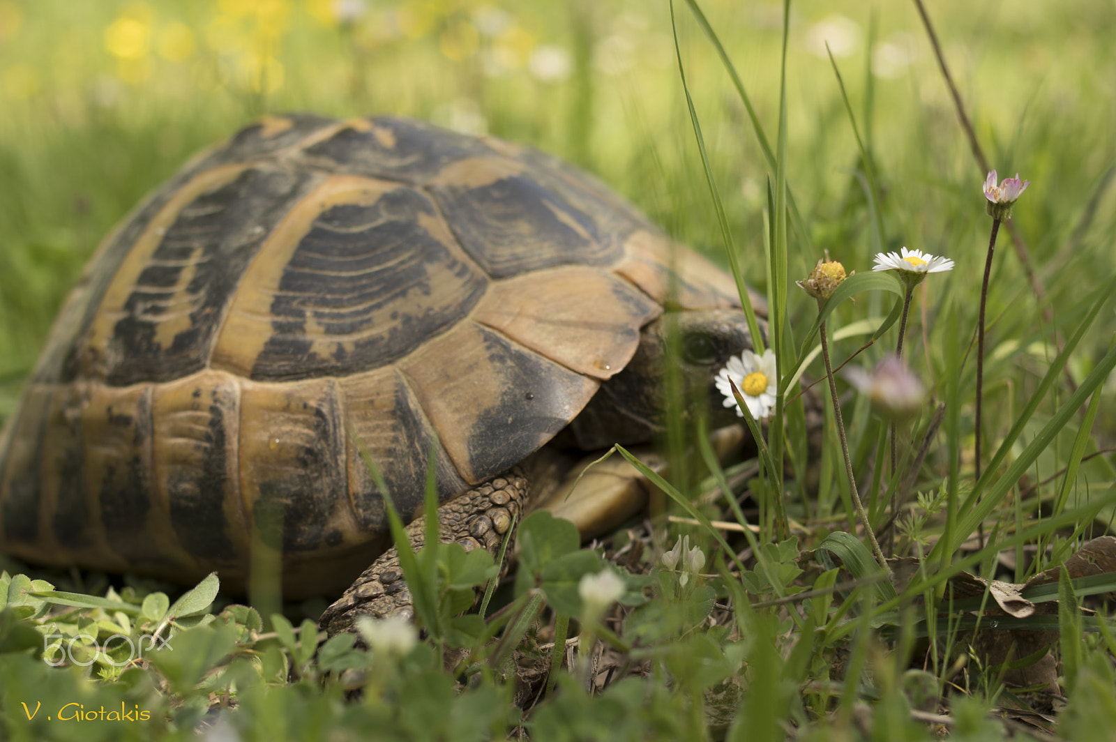 Pentax KP sample photo. Τurtle photography