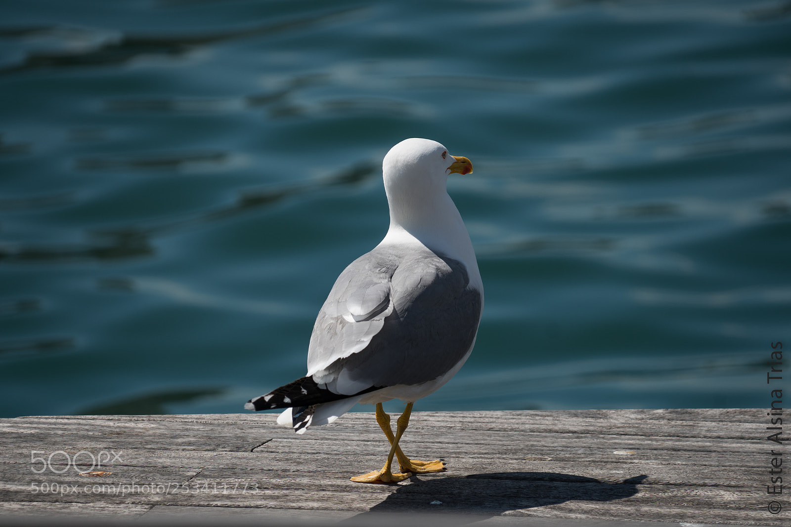 Sony a7R II sample photo. Mirando el mar photography