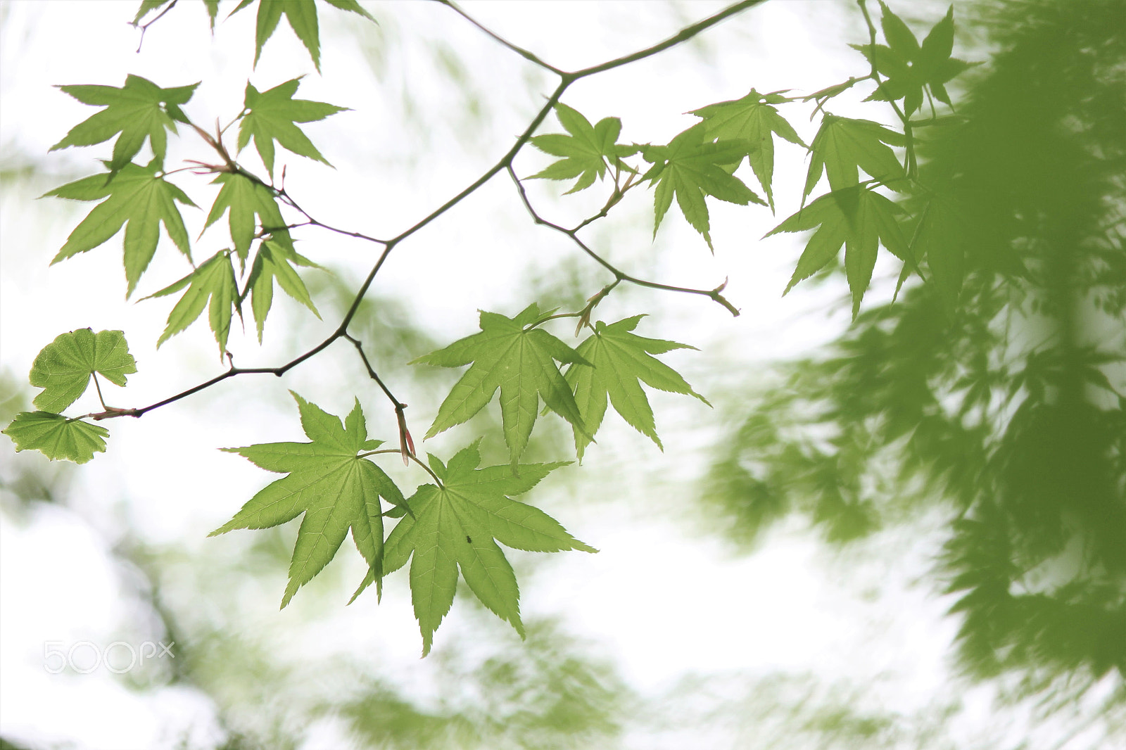 Canon EF-S 55-250mm F4-5.6 IS II sample photo. Spring sunlight photography