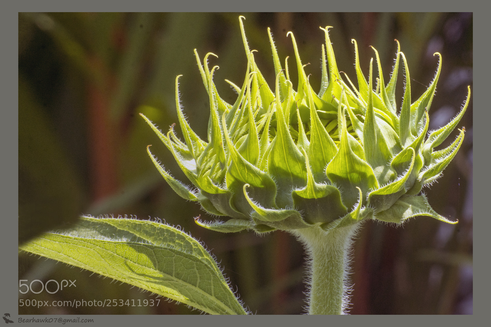 Nikon D7200 sample photo. Copy photography